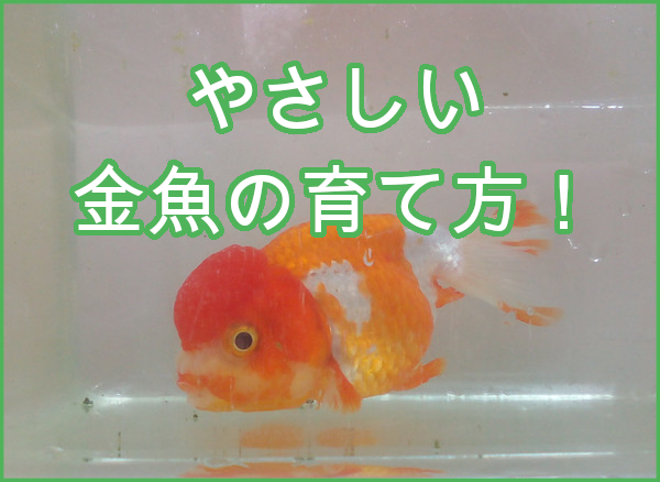簡単 上手な金魚の飼い方 桜猫のエサ盛亭 飼育術