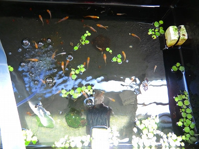 ヒメダカの飼育例