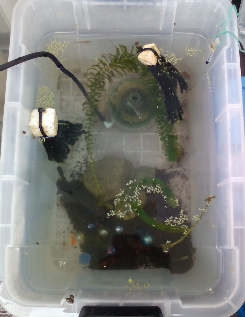 メダカの飼育例とレイアウト