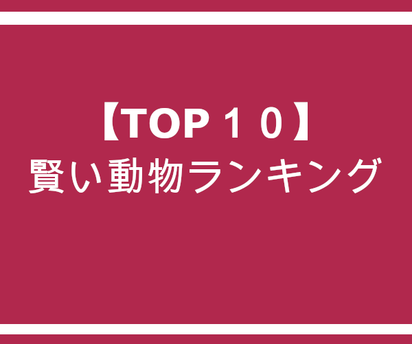 Top10 最も賢い動物ランキング 桜猫のエサ盛亭 飼育術
