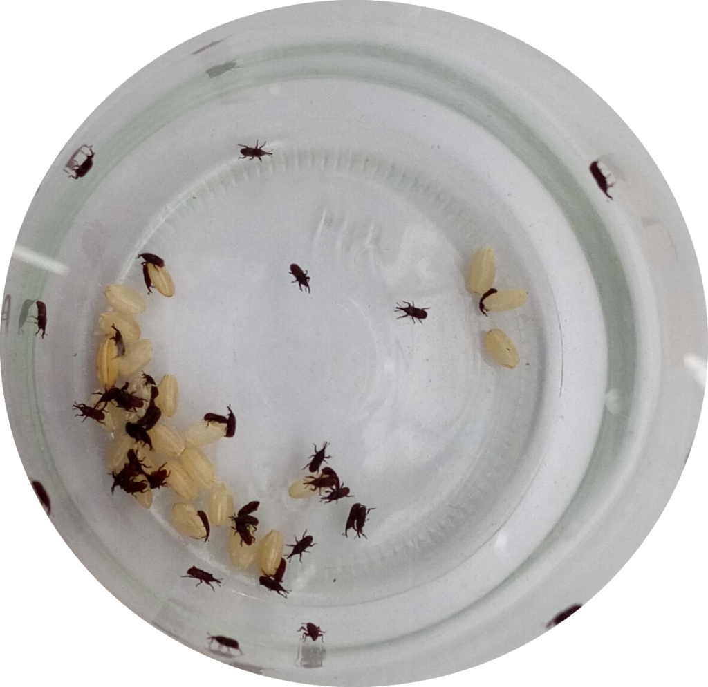 コメムシの拡大