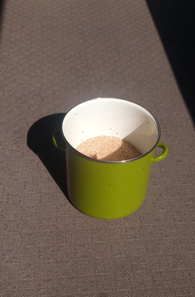 コメムシ天日干し