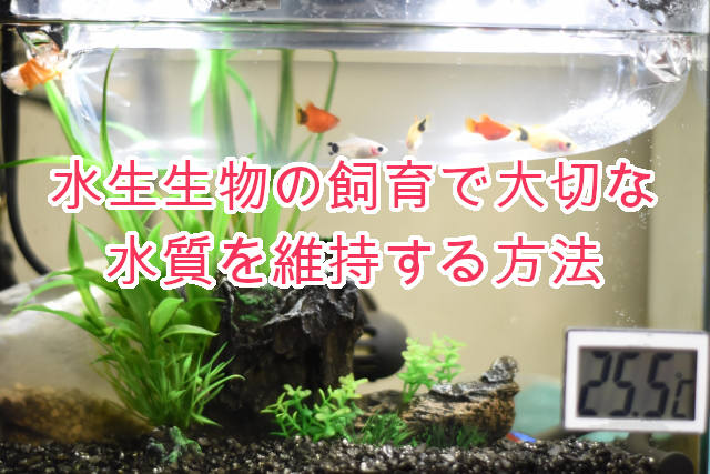 熱帯魚の飼育に欠かせない水槽の水質の重要性と改善方法 桜猫のエサ盛亭 飼育術