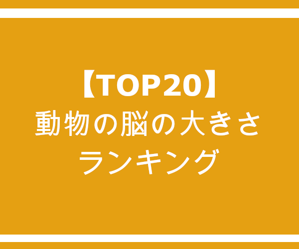 【TOP20】動物の脳の重さ（大きさ）ランキング 桜猫のエサ盛亭 飼育術